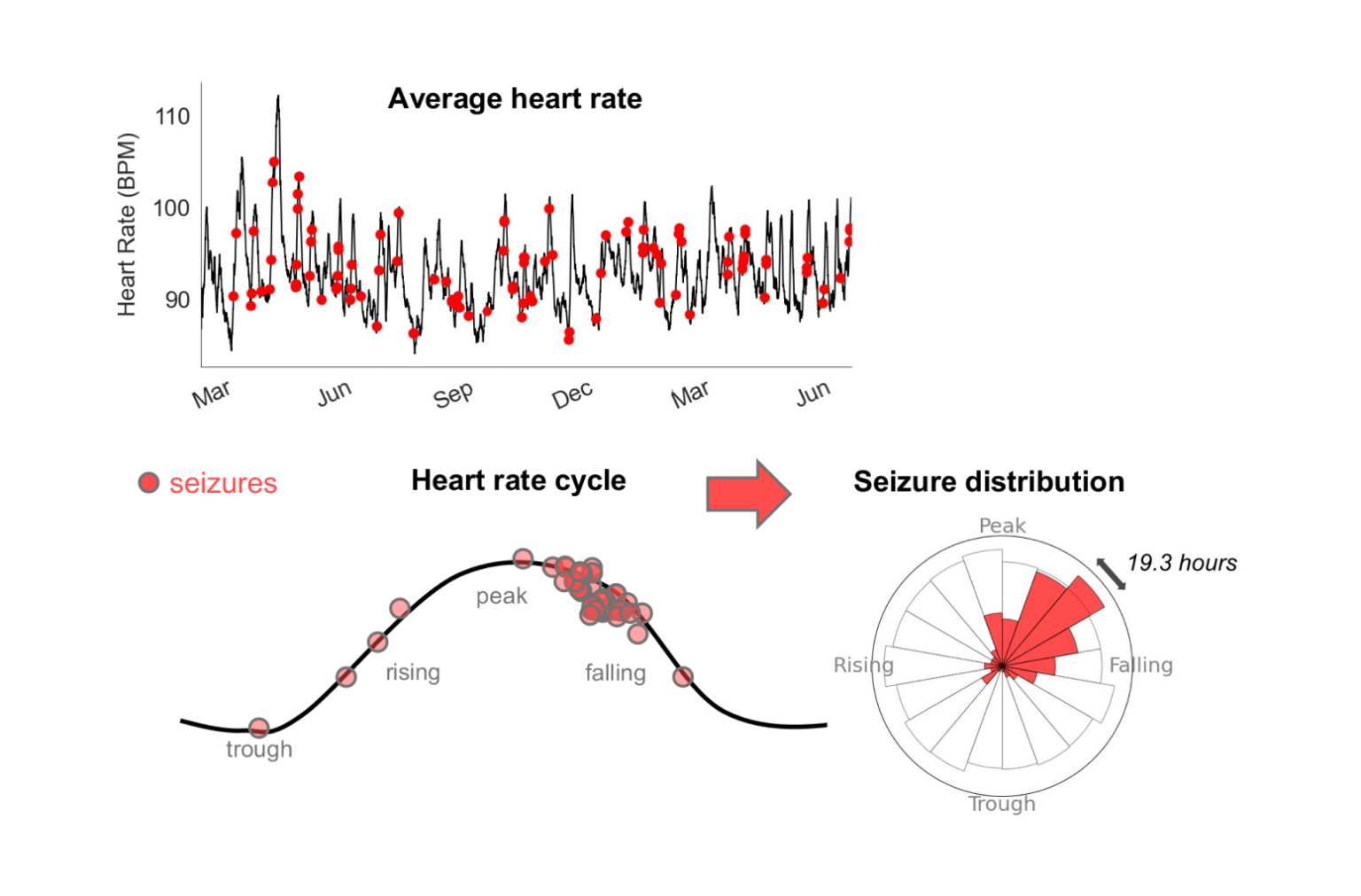 breakthrough-heart-rate-cycles-seer-medical-uk