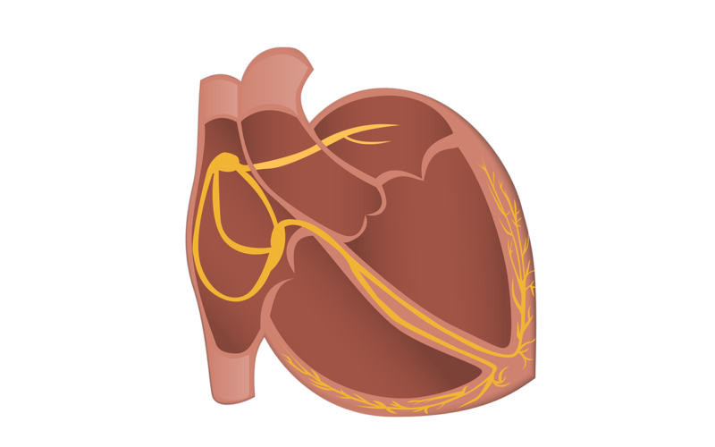 Illustration of the heart with electrical fibres shown.